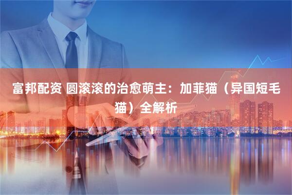富邦配资 圆滚滚的治愈萌主：加菲猫（异国短毛猫）全解析